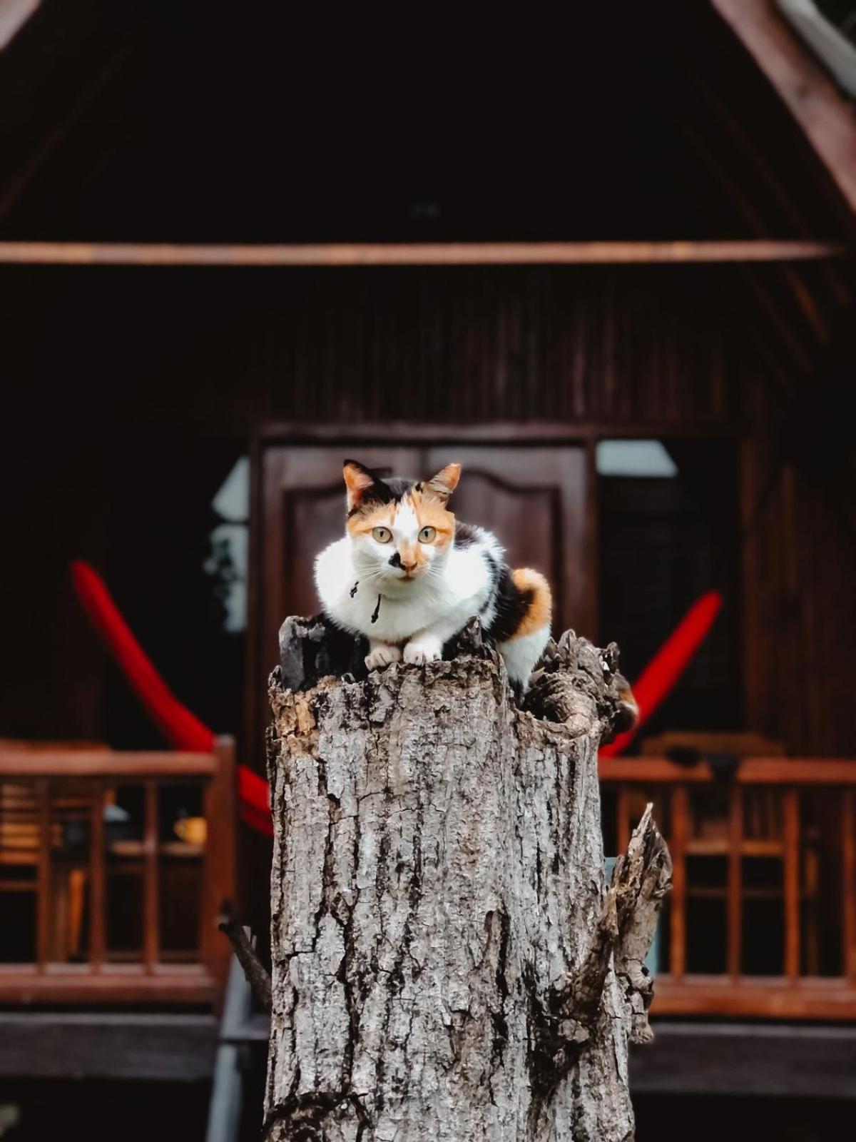Leaf Coco Bungalow Gili Air Zewnętrze zdjęcie