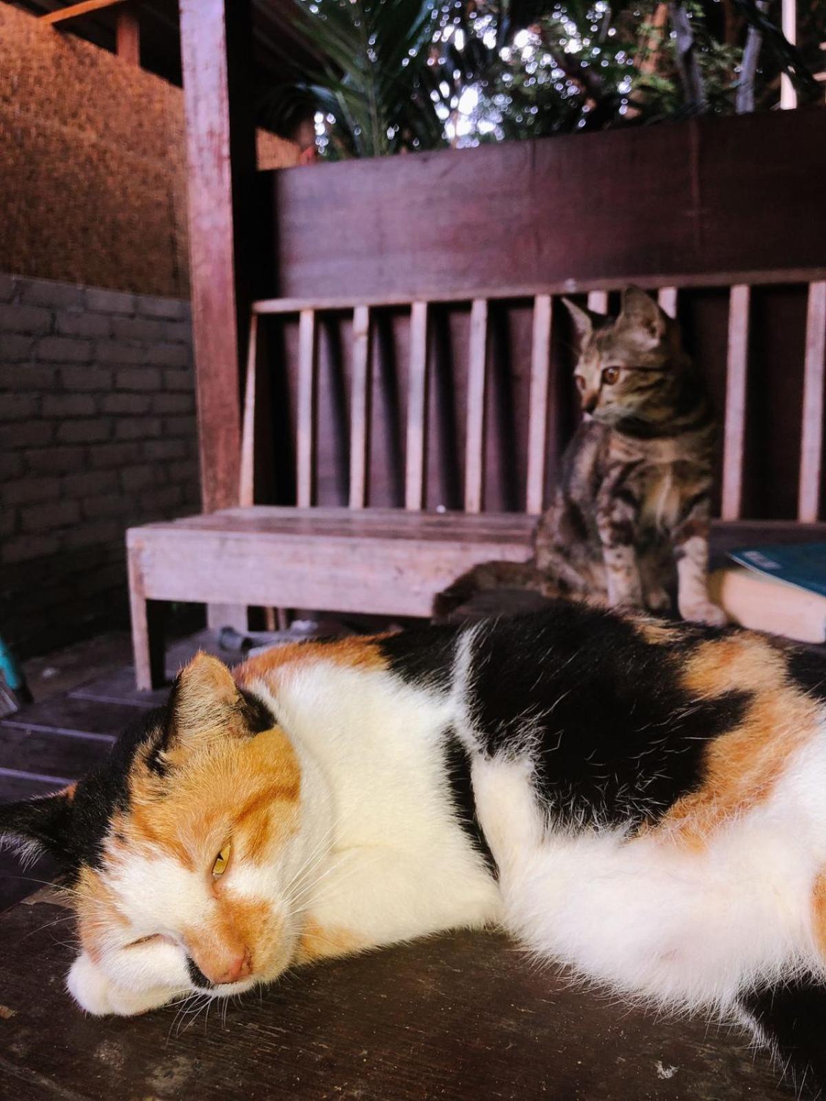 Leaf Coco Bungalow Gili Air Zewnętrze zdjęcie